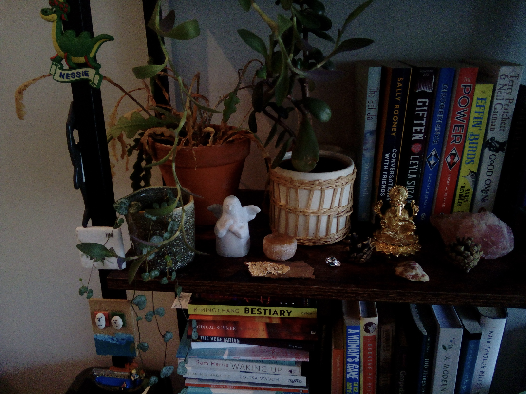 A photo of a shelf with many trinkets and plants, taken on a myFirst Camera 50 smartphone camera for 5-12-year-olds