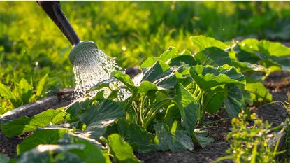 how to grow zucchini: tips for growing courgettes at home | Homes & Gardens