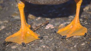 Duck feet close-up