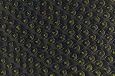 Lanzarote volcanic vineyards