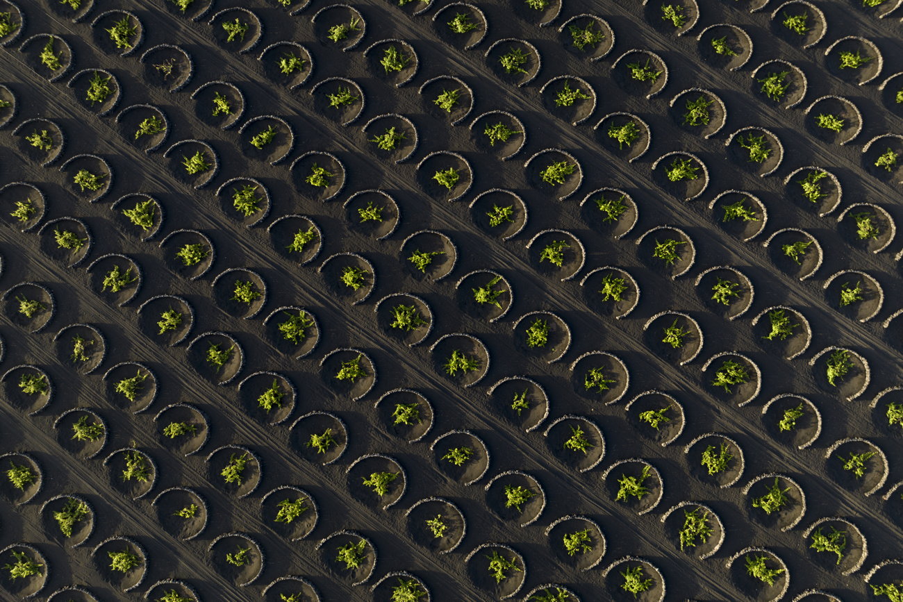 Lanzarote volcanic vineyards