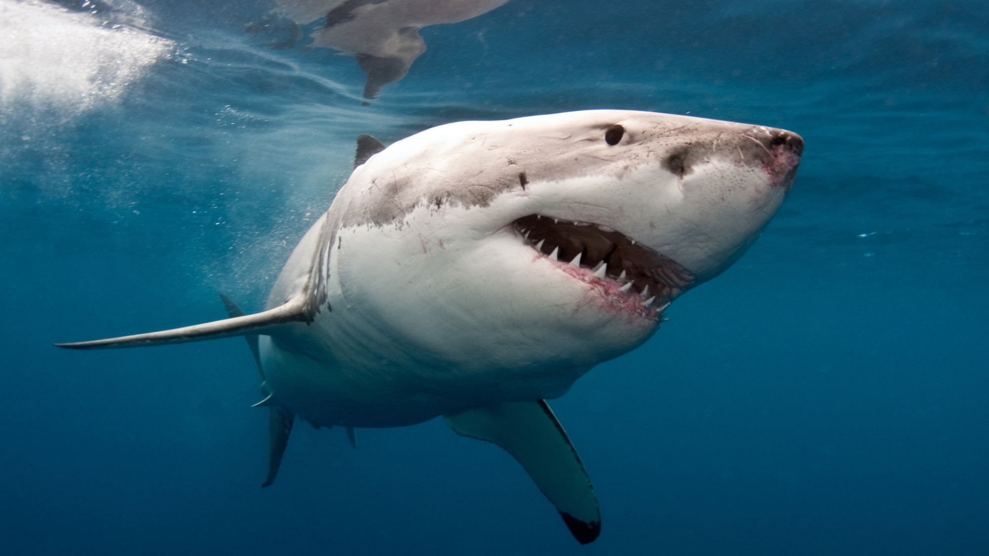 How to watch Shark Week 2021 online, even without cable | Tom's Guide
