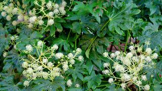 Detail of 'Fatsia Japonica' to show the best plants to welcome lush greenery to gardens