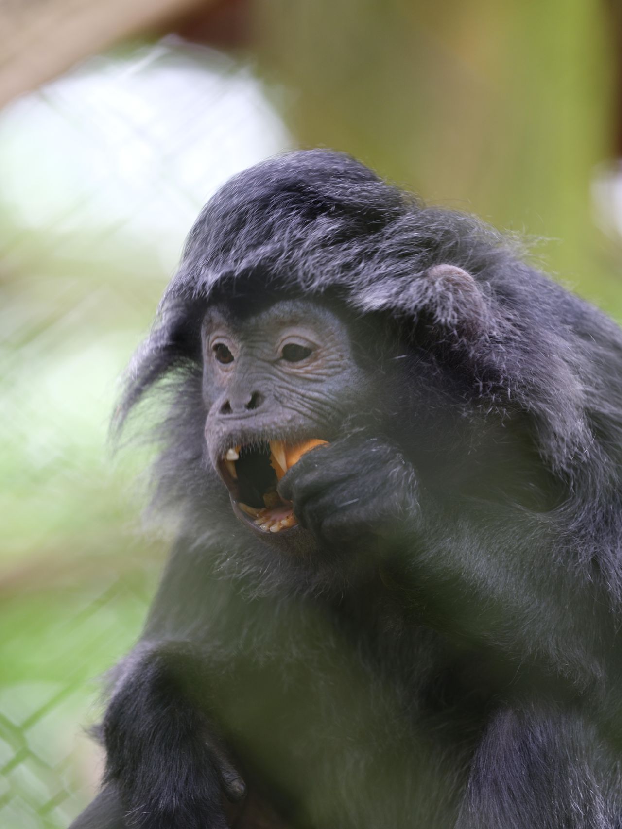 Portraits of animals shot on the Fujifilm GFX100S ii