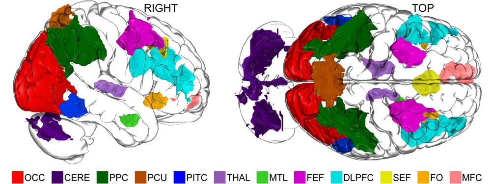 brain imagination map