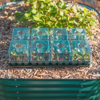 Seedling tray with lids