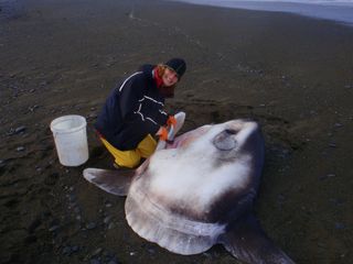 Marianne Nyegaard dissects a sunfish that washed ashore south of Christchurch, New Zealand in May 2014. 