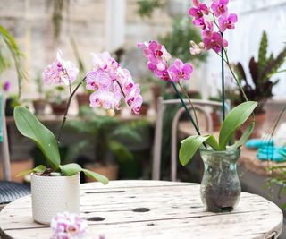 Pink orchids in containers on wooden table