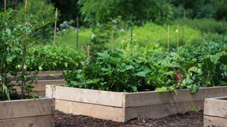 The Botanical Bento Method – Compartmentalized Gardening | Gardening ...