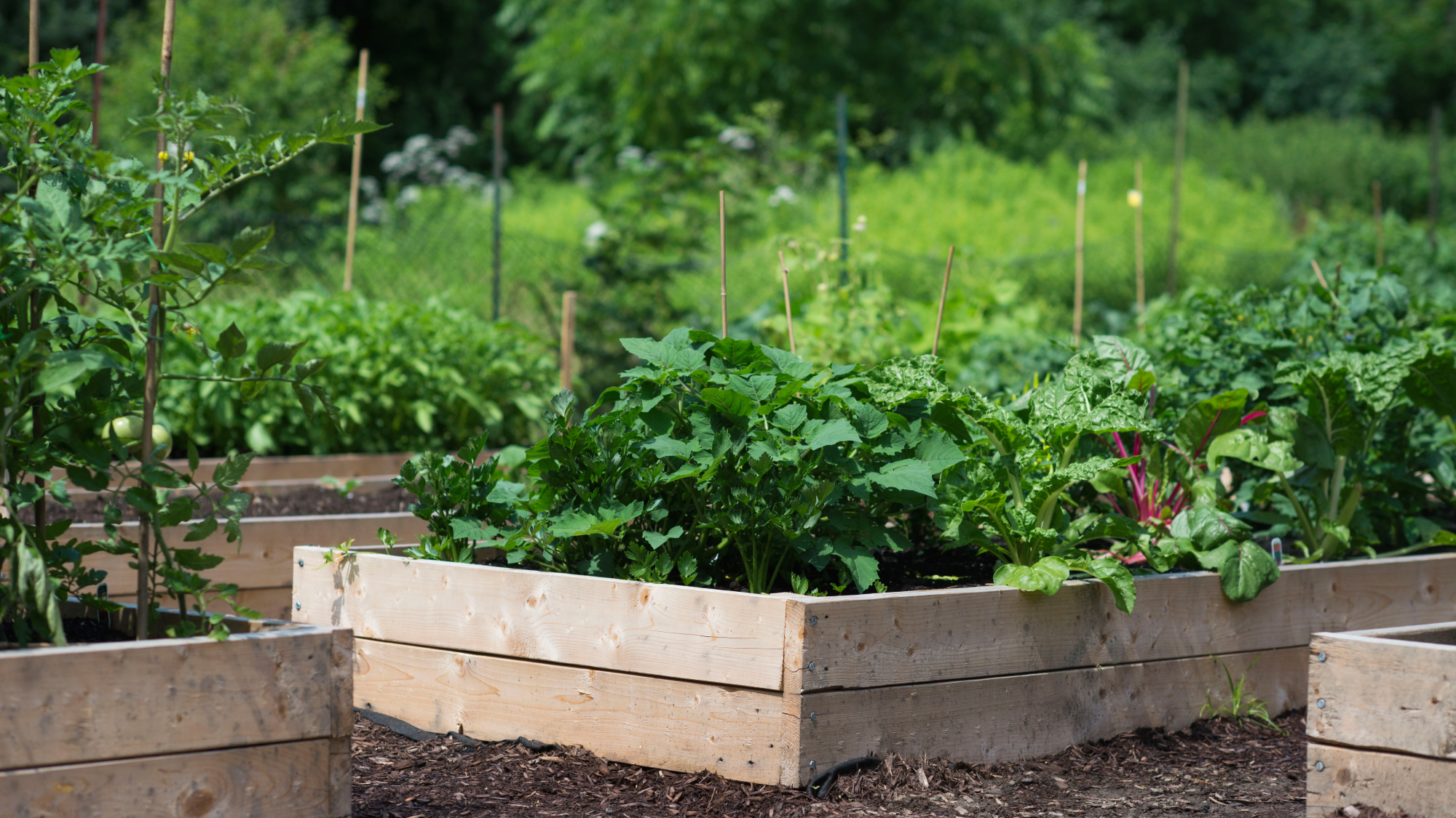 wooden raised bed vegetable garden