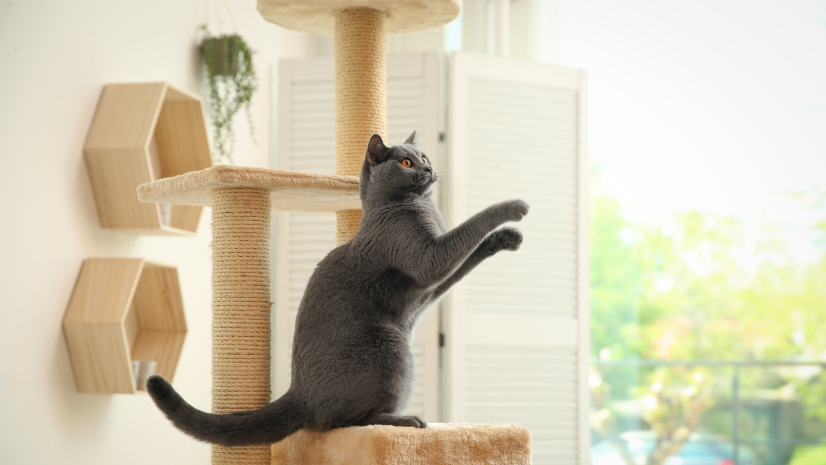 Cat sitting on the best cat tree