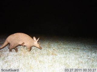 A motion-triggered camera captures an aardvark searching for food on the Serengeti.