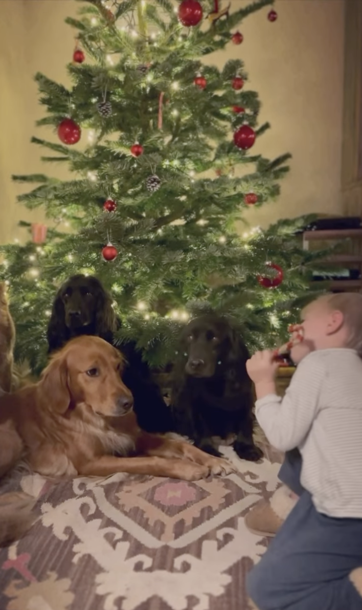 Inigo Middleton holding a candy cane ornament and showing it to his dogs