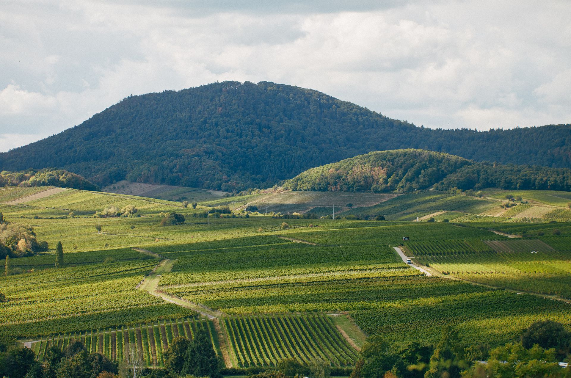 Vineyards in the Pfalz