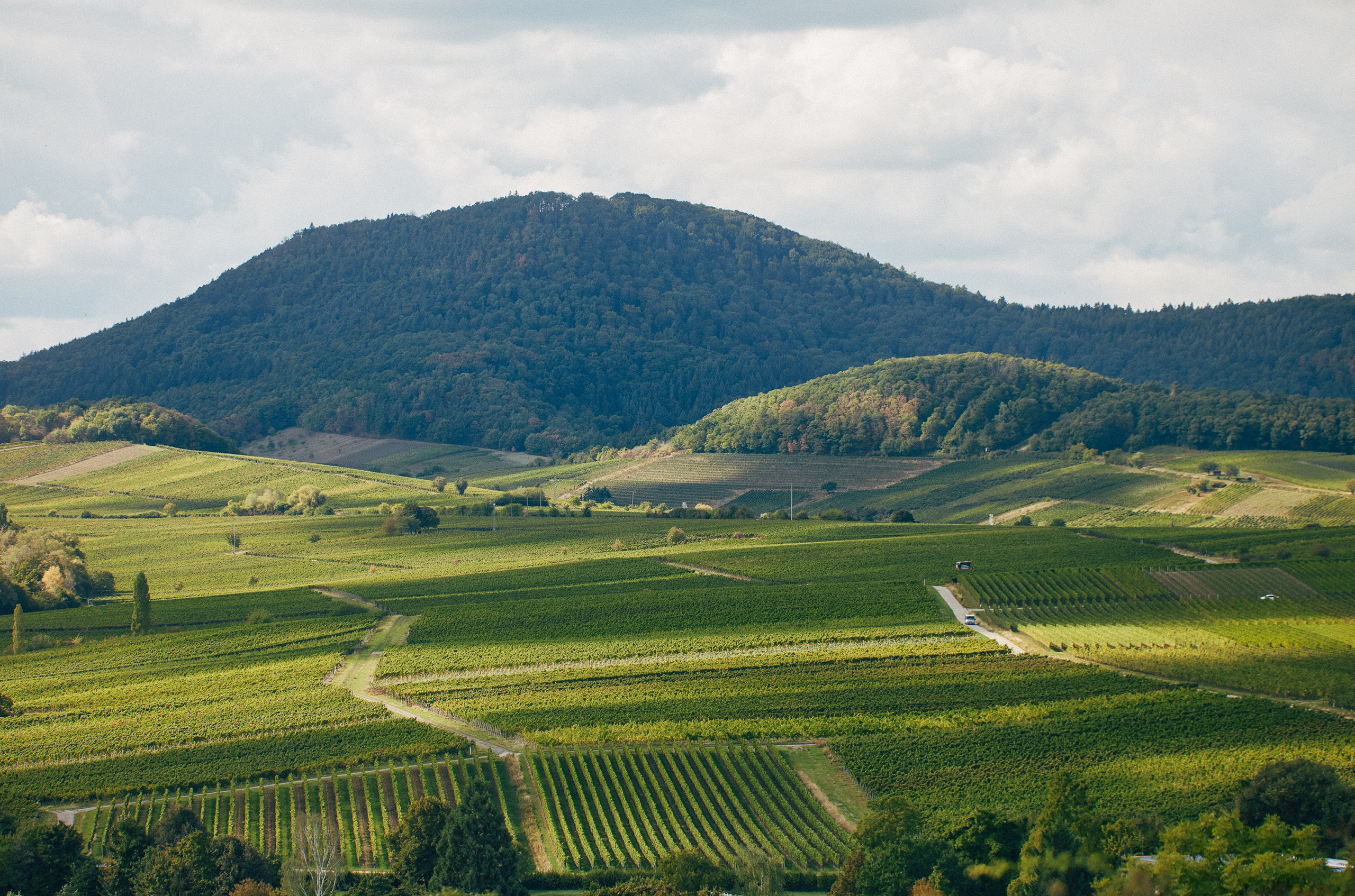 Vineyards in the Pfalz