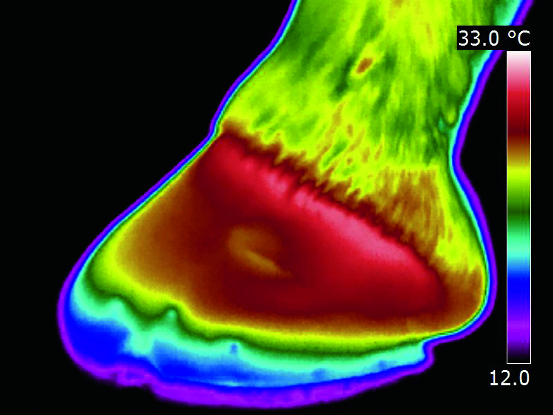 30.inflammation in hoof capsule