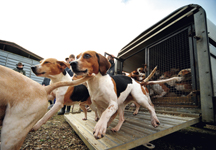 generic_beagles.jpg