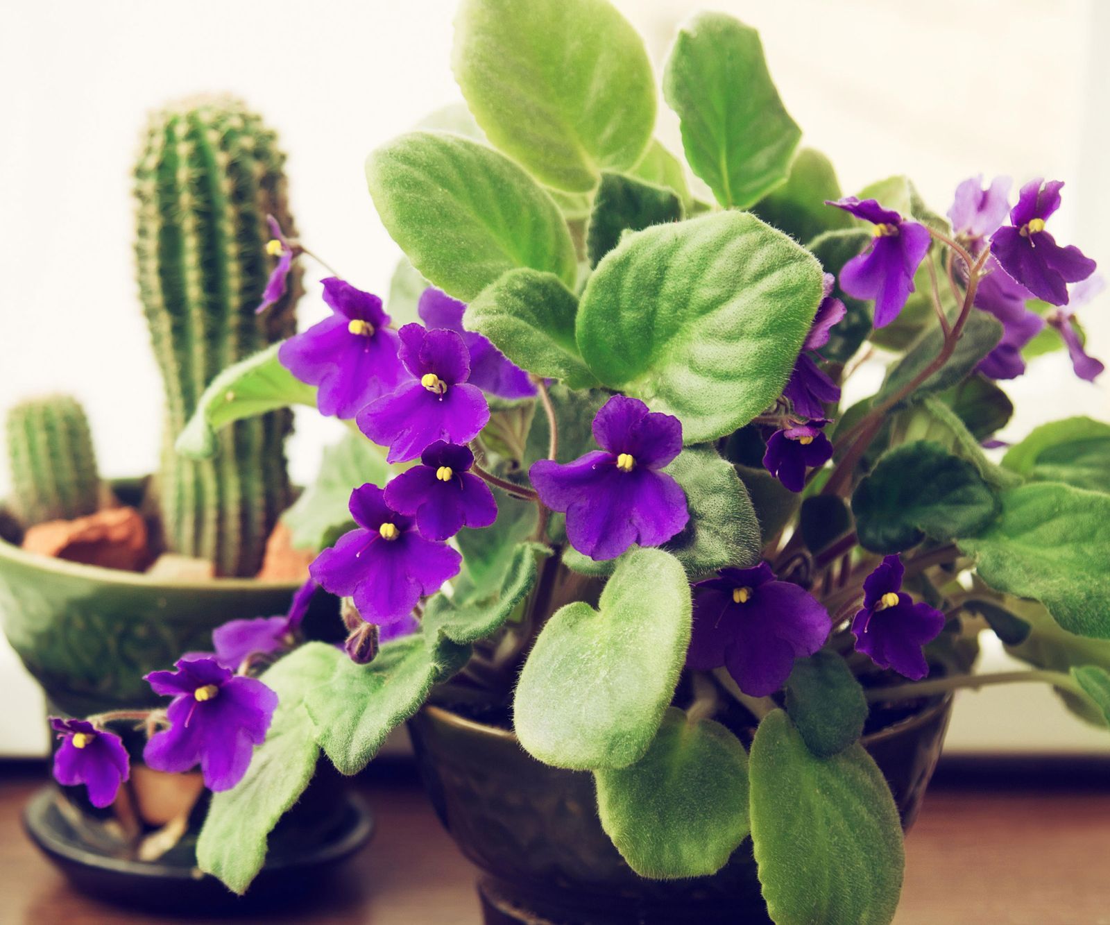 Indoor Plants That Flower All Year Round: 10 Expert Suggestions | Homes ...