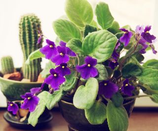 purple flowered African violet plant
