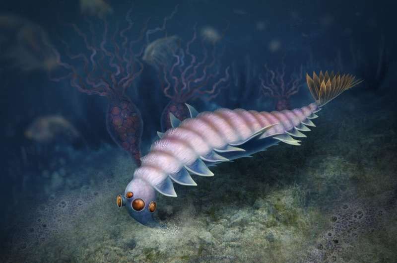 An artist&#039;s rendering of Utaurora feeding in the Cambrian sea.