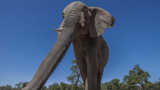 A wide-angle shot of an African elephant walking to a marsh