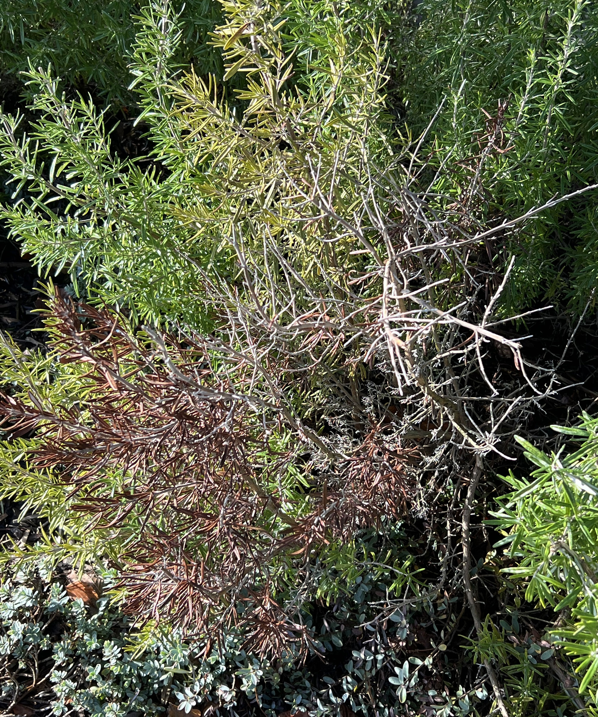 browning rosemary plant showing signs of mildew