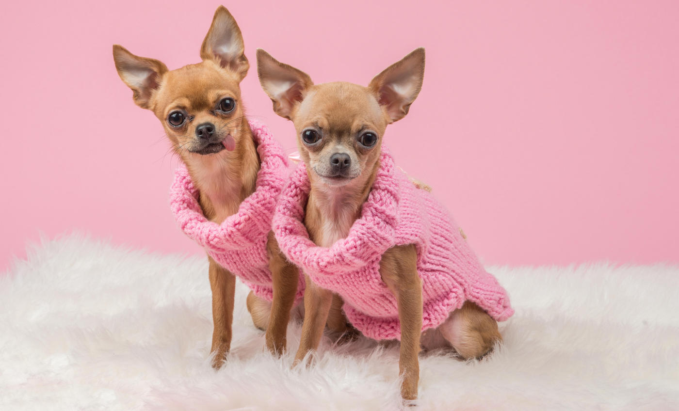 2 chihuahua dogs with pink knitted sweaters on a pink background