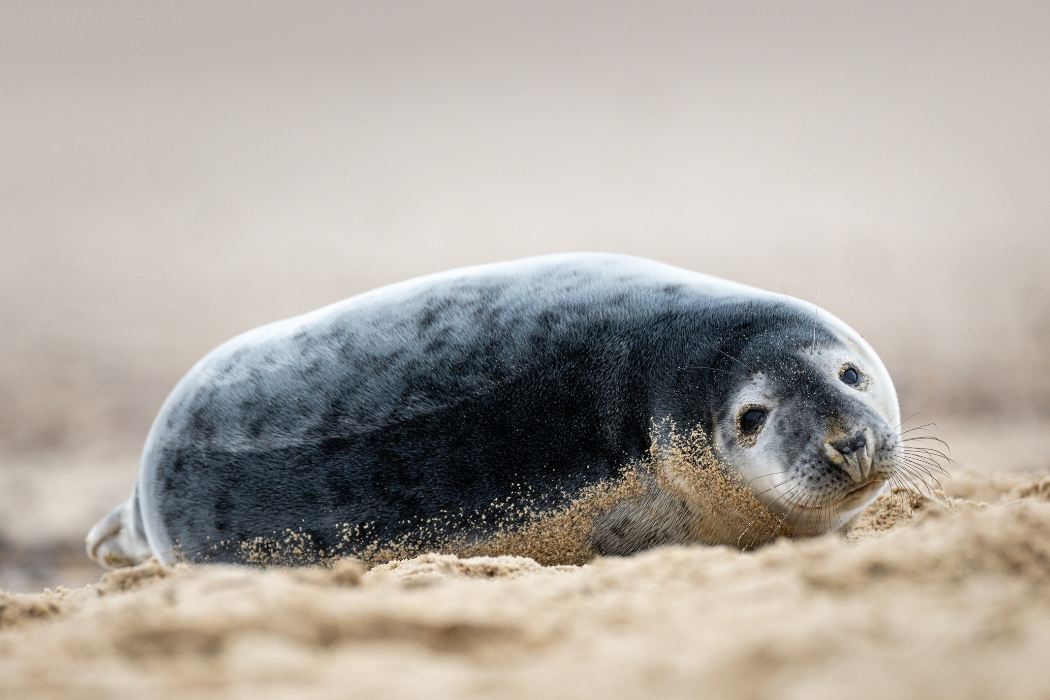 Seal on a beach shot with the Canon EOS R1 and 200-400mm lens