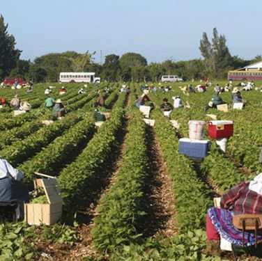 esperanza fields of lettuce