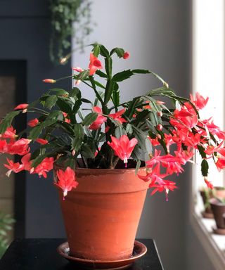 A fully blooming schlumbergera (Christmas cactus).