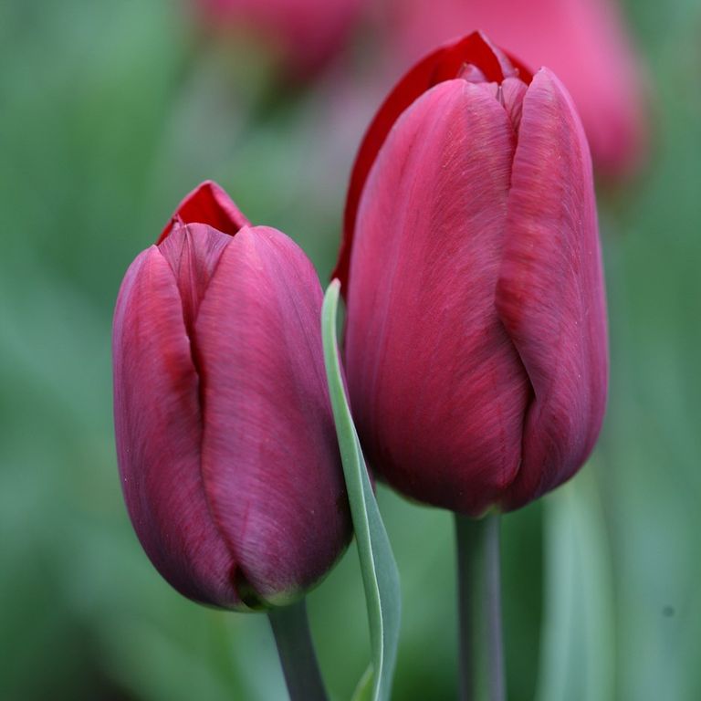 How to plant tulips expert advice on growing stunning flowers for
