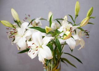 lilies in a vase