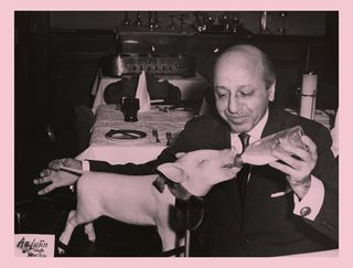 Image of a piglet being bottle-fed in a restaurant