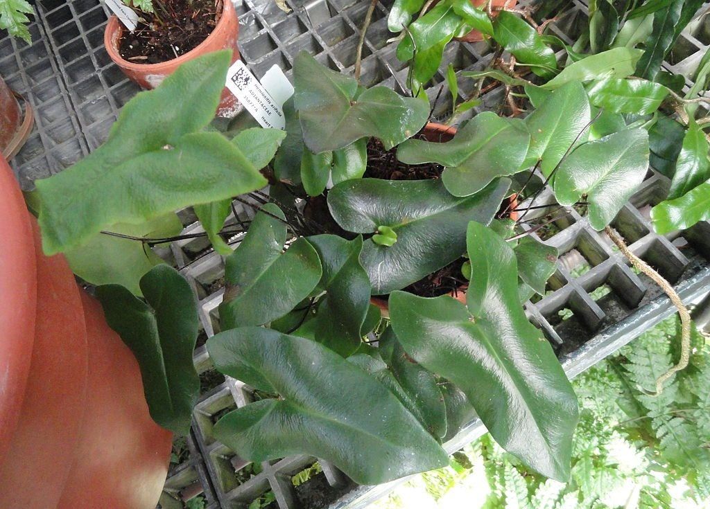 Potted Heart Ferns