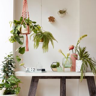 White room with houseplants on table, wall and hanging from the ceiling
