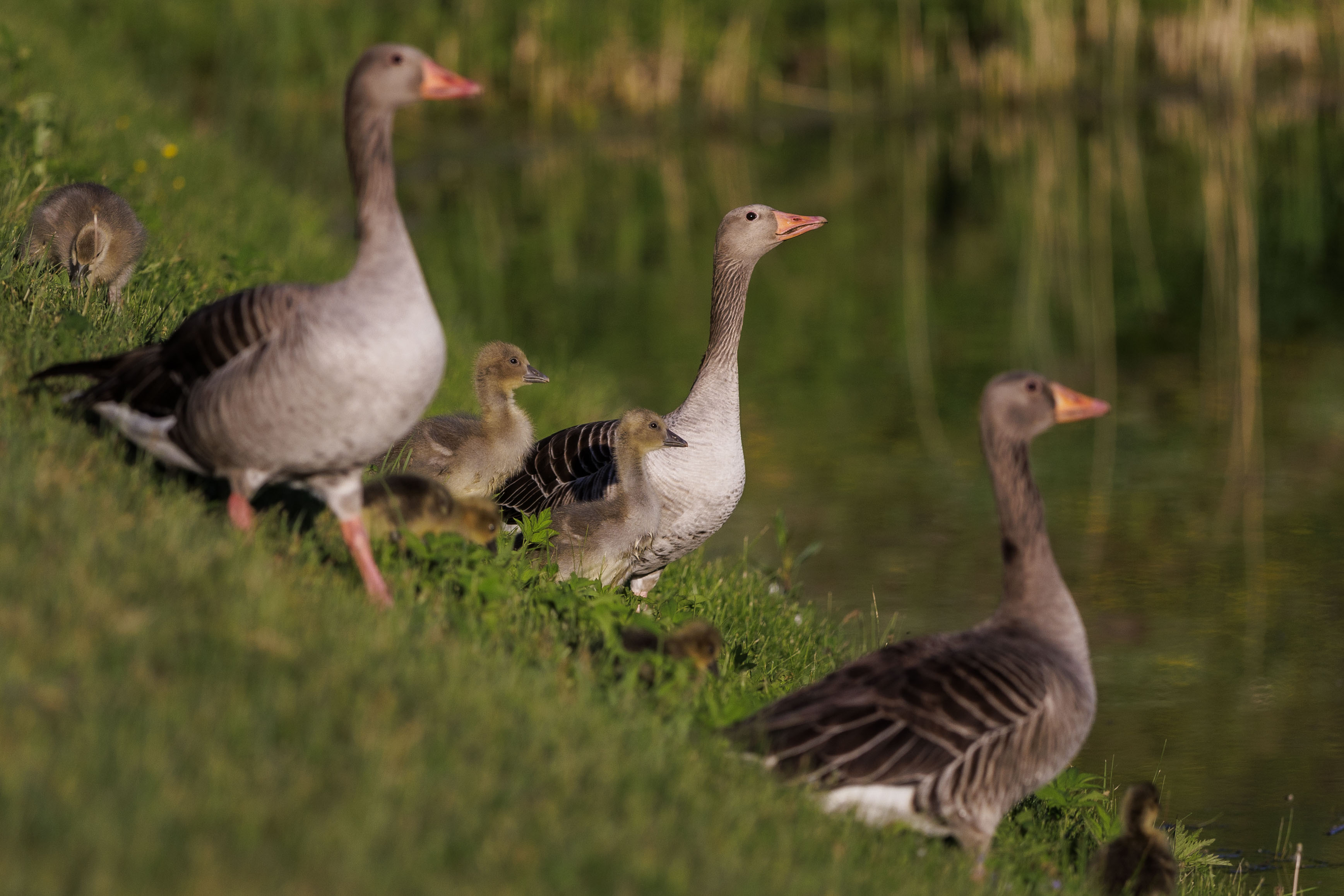 Greylag goose