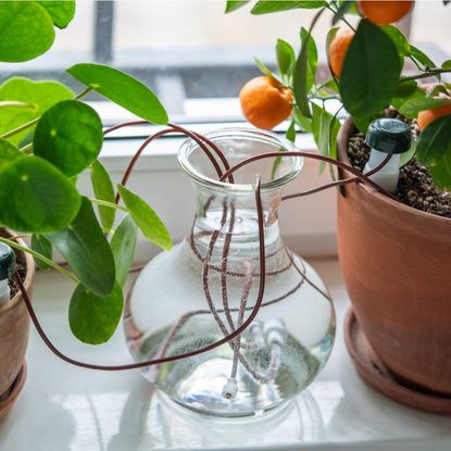 Watering wicks lead form a glass vase to multiple houseplants