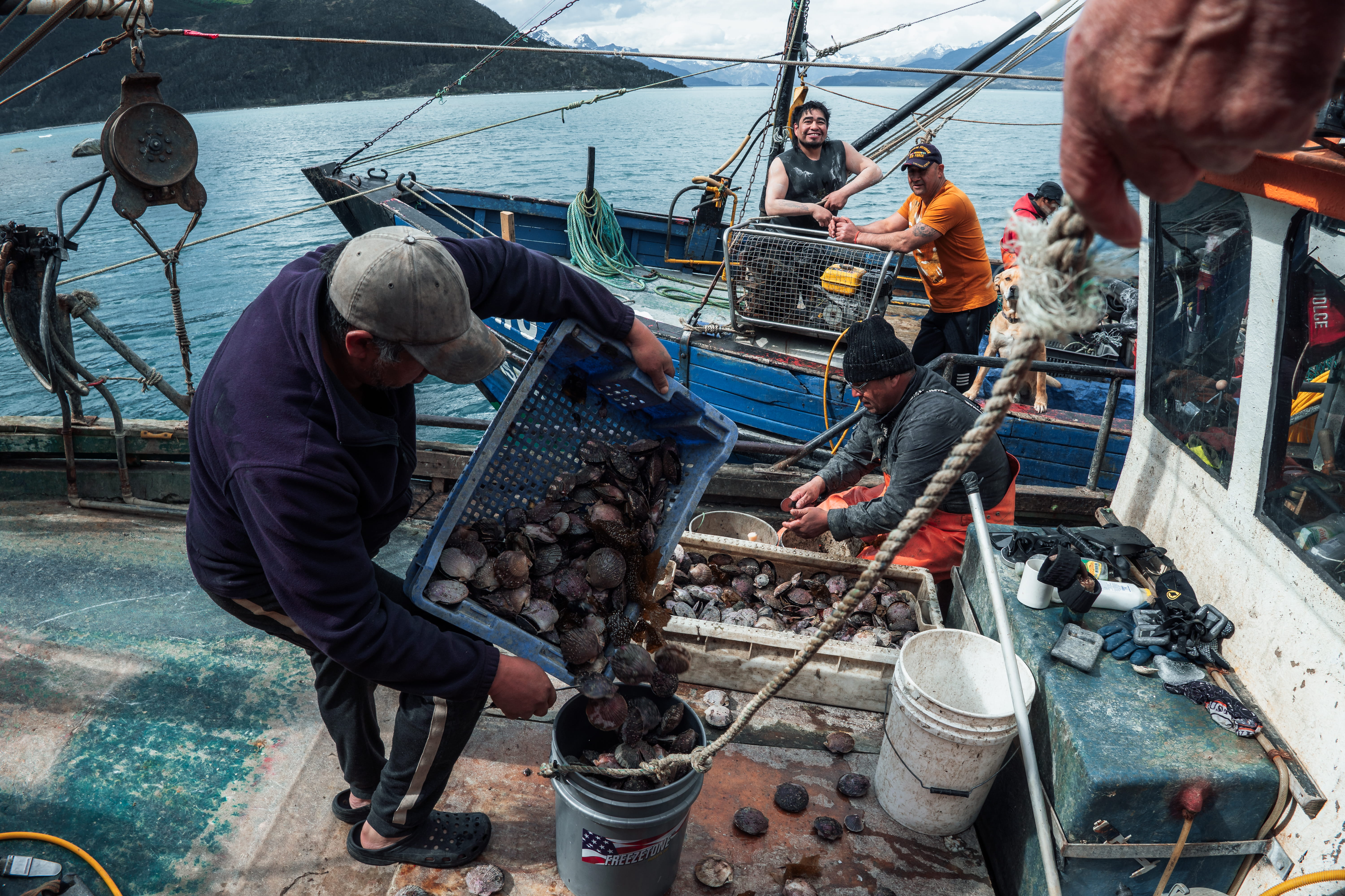 Los pescadores arrojan mariscos al cubo.