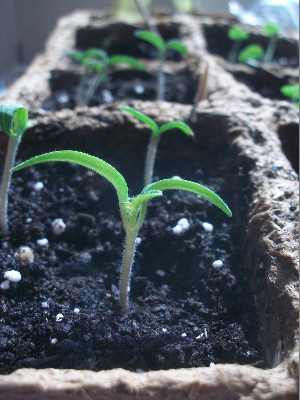 Growing Tomatoes From Seed How To Plant Tomato Seeds Gardening Know How Growing Tomatoes From Seed How To Plant Tomato Seeds Gardening Know How