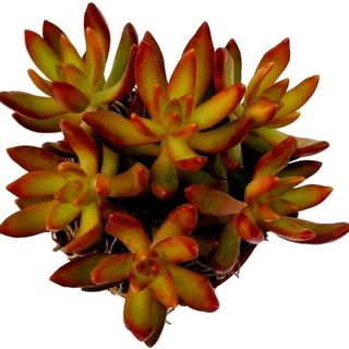 Sedum nussbaumerianum