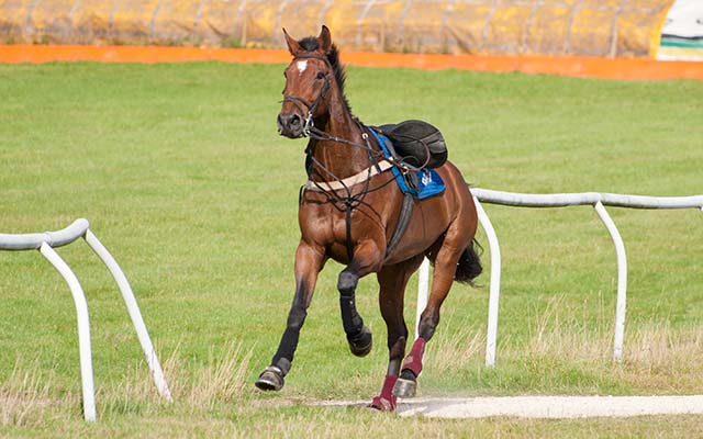 Loose Horse - The Duncan&amp;amp;Toplis Intermediate Class - The Belvoir Team Chase, Garthorpe, September 18th 2011.