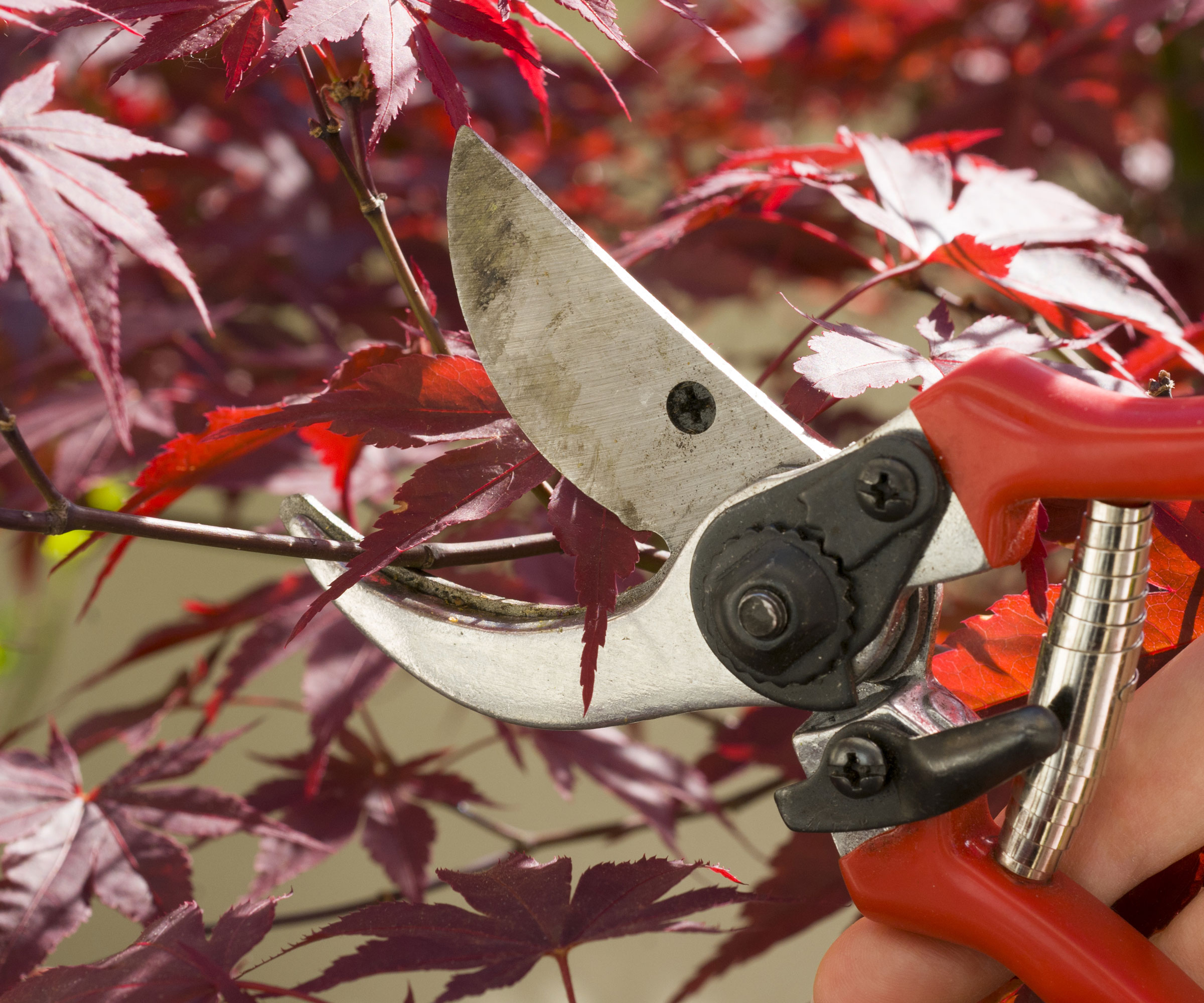 pruning Japanese maple with red leaves