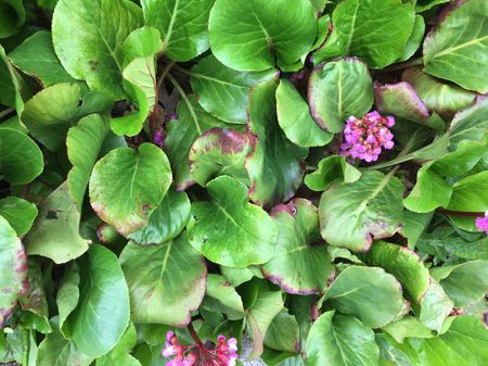 Diseased Bergenia Leaves