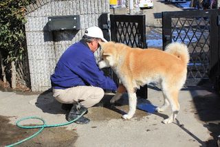 Kamata-san and his dog, Shane, were separated by the tsunami, only to be reunited when Shane showed up at the shelter where Kamata-san was staying.