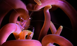 Pink anemone shrimp