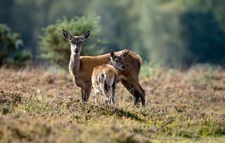 A Year in the New Forest - shows Red Deer