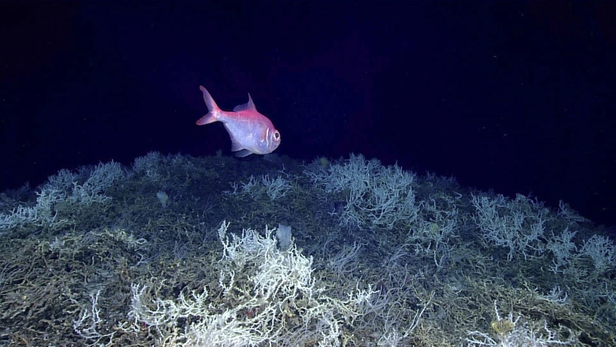 A red fish swims in front of white corals in the deep sea