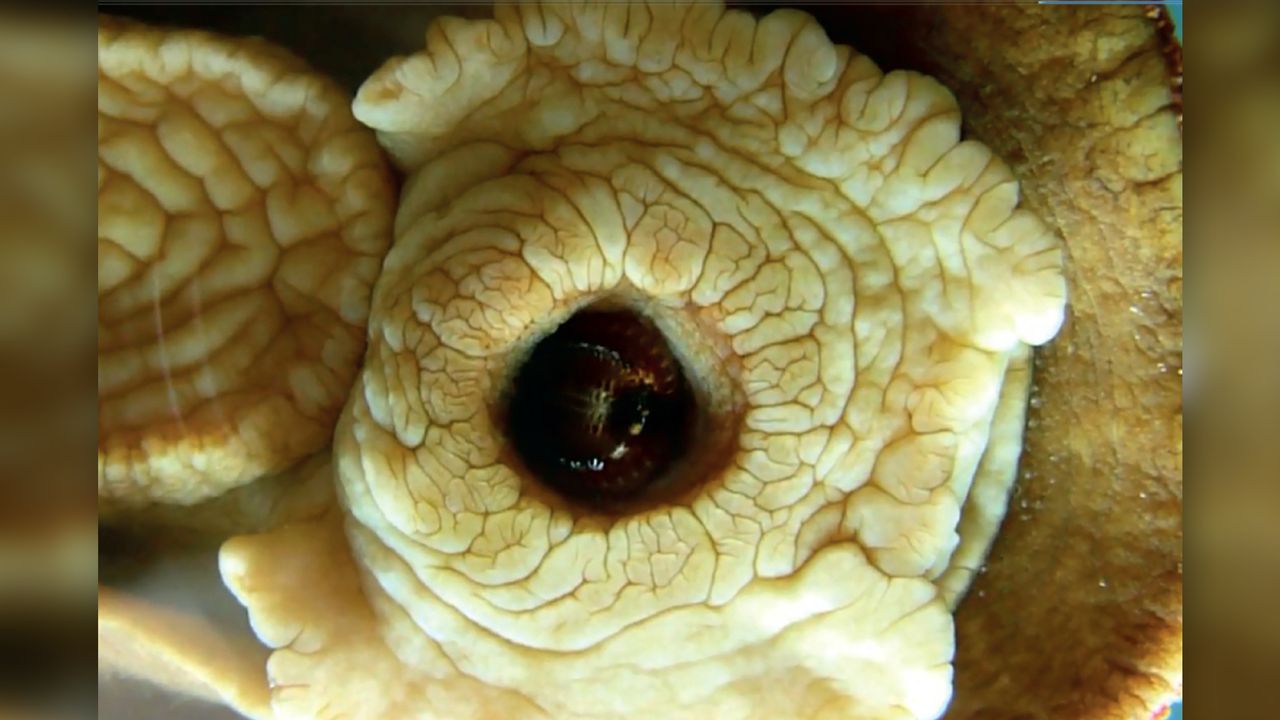 A chiton's mouth, with the radula just inside.
