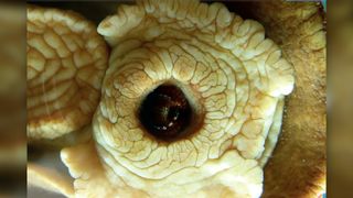 A chiton's mouth, with the radula just inside.