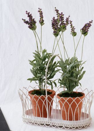 two pots of lavender in a white wire tray on top of a window sill - Content centre Wire Planter